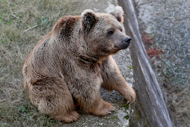 Pakistan Dancing Bears