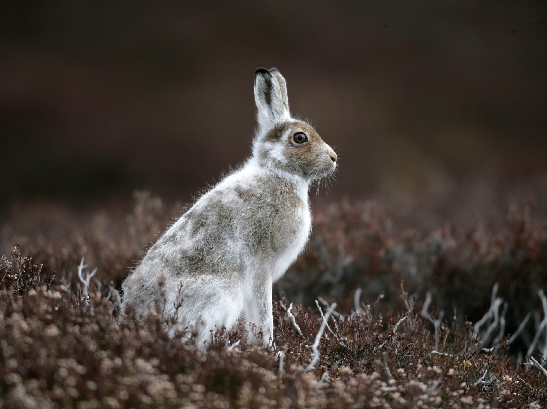 A mountain hare in Scotland. Lack of snow is leaving the animals exposed on the dark heather-covered mountains and hillsides of the Highlands