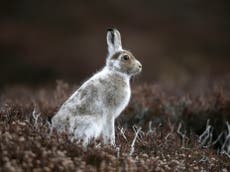 Less snow means mountain hares’ winter coats no longer camouflaged