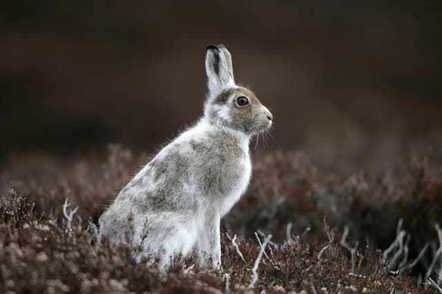A mountain hare in Scotland. Lack of snow is leaving the animals exposed on the dark heather-covered mountains and hillsides of the Highlands