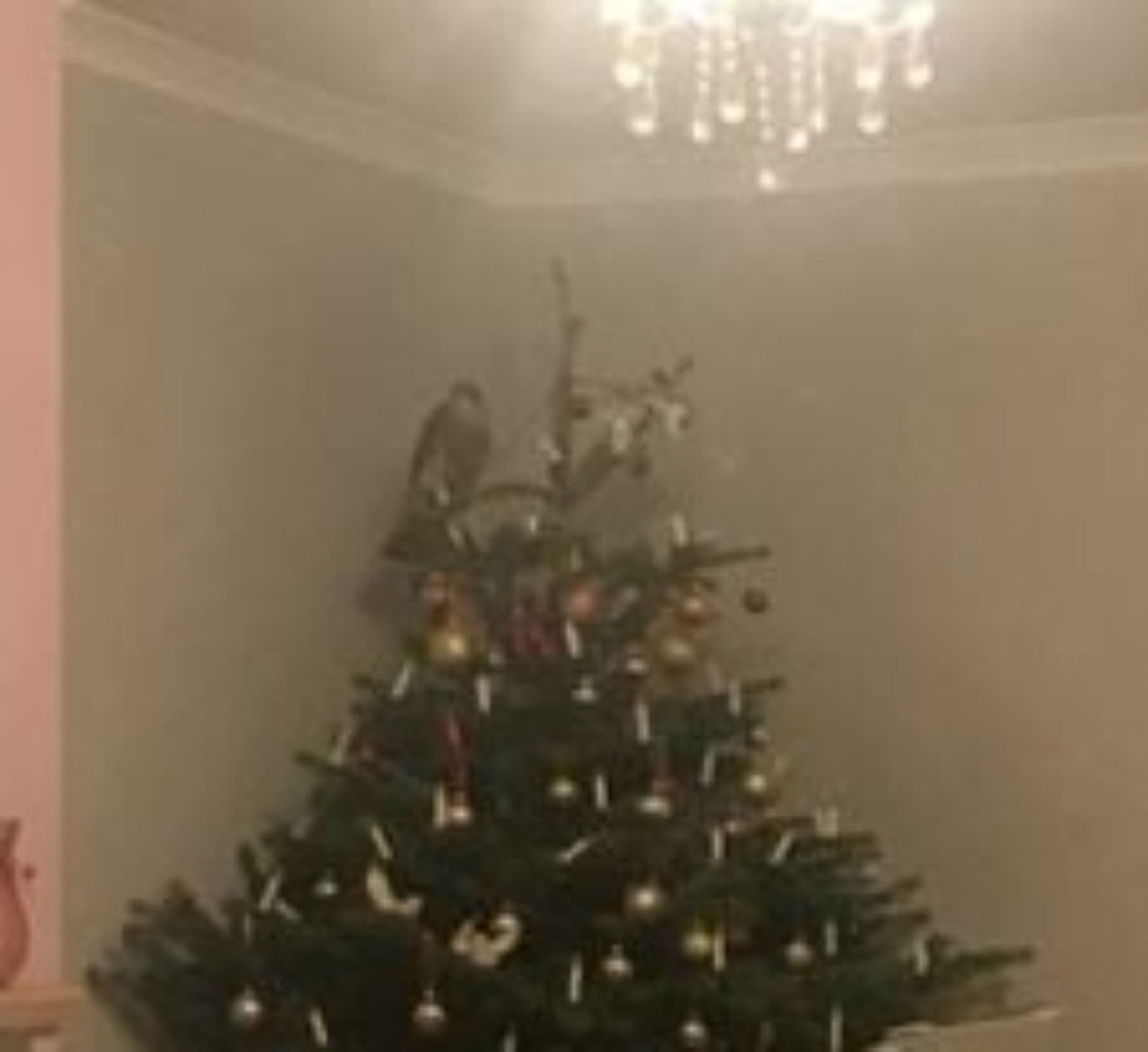 The sparrowhawk on top of a Christmas tree
