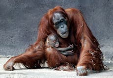 Prague zoo's month-old Sumatran orangutan finally has a name