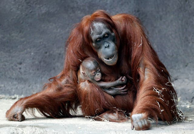 <p>‘Deforestation threatens the Sumatran orangutan with extinction’</p>