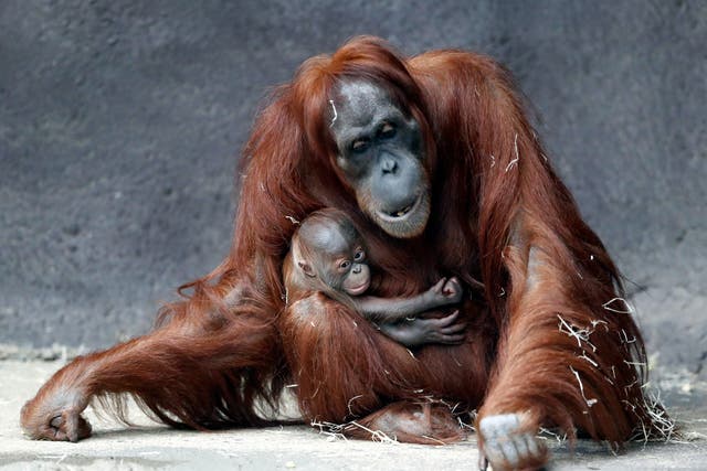 <p>‘Deforestation threatens the Sumatran orangutan with extinction’</p>