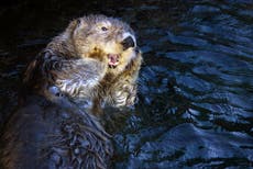 From moving otters south to plants that hide from humans