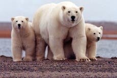 Delay sought on Trump’s Arctic drill plan amid fears for polar bears