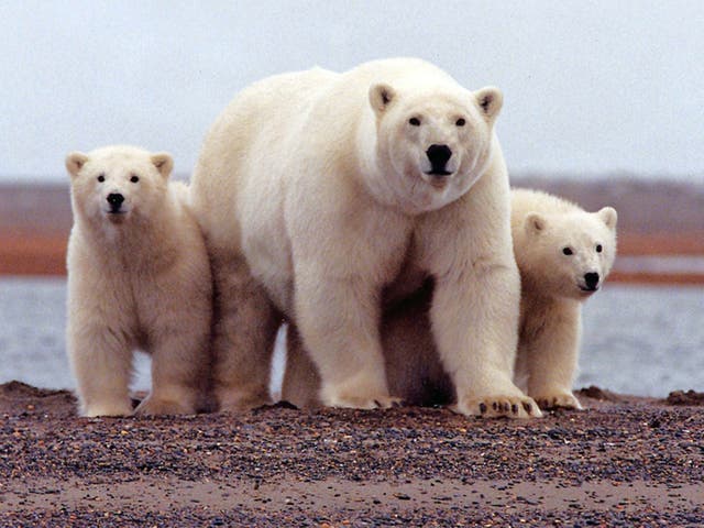 A polar bear keeps close to her young along the Beaufort Sea coast in Arctic National Wildlife Refuge, Alaska