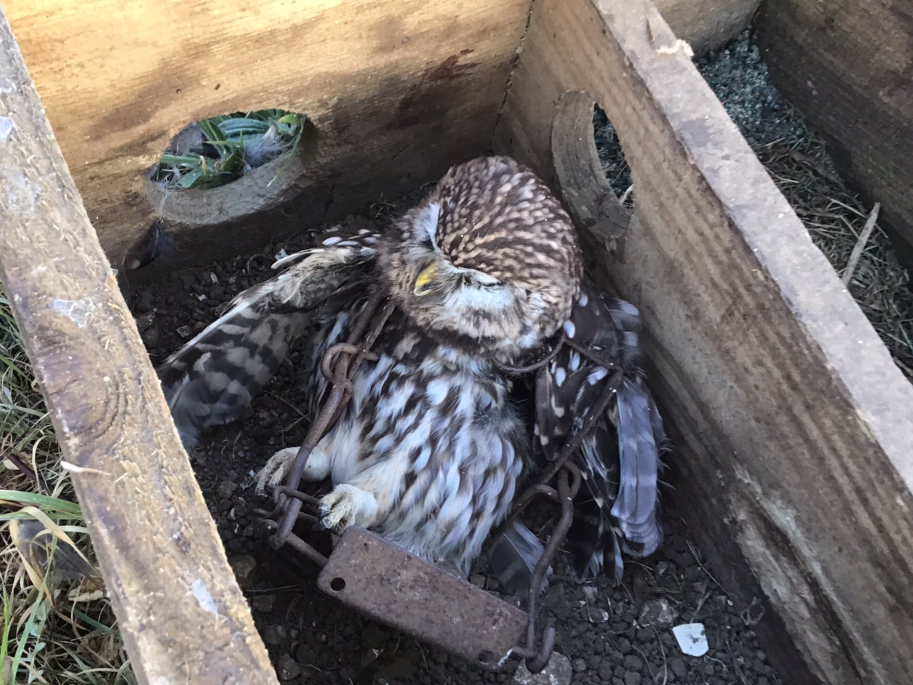 The little owl was caught in a legal trap which is thought to have been improperly set