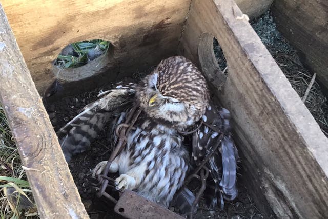 <p>The little owl was caught in a legal trap which is thought to have been improperly set</p>