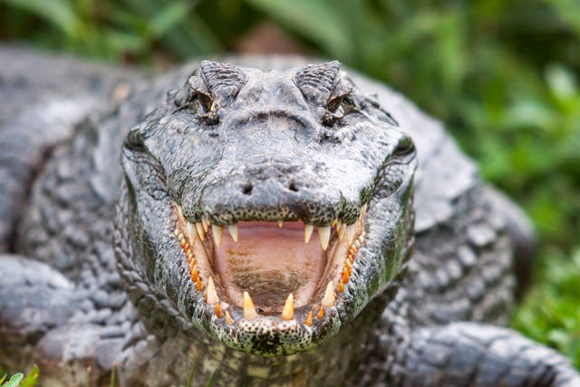 Caiman crocodiles can become aggressive when they are fully grown