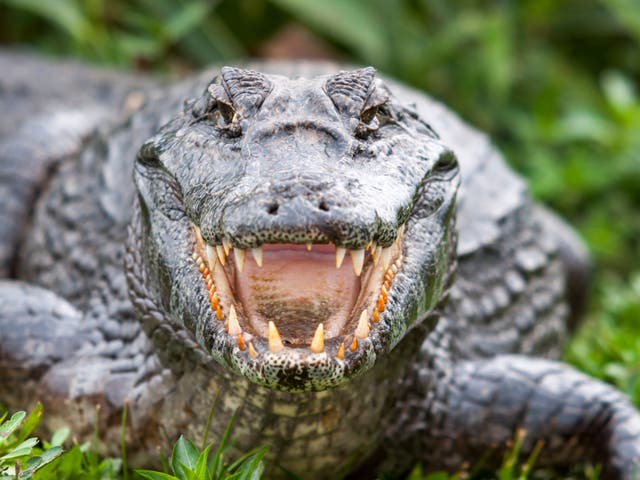 Caiman crocodiles can become aggressive when they are fully grown