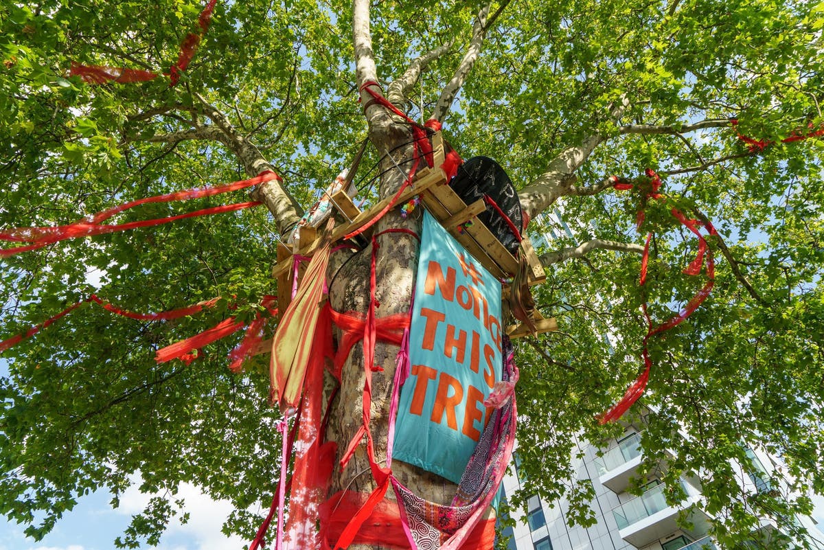 England’s ‘Tree of the Year’ to be cut down and protesters will face two-year jail sentences after High Court order