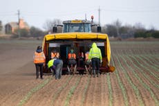 Number of foreign fruit pickers to treble amid rotting harvest fears