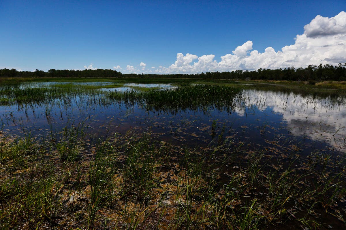 US gives Florida wider authority over wetland development