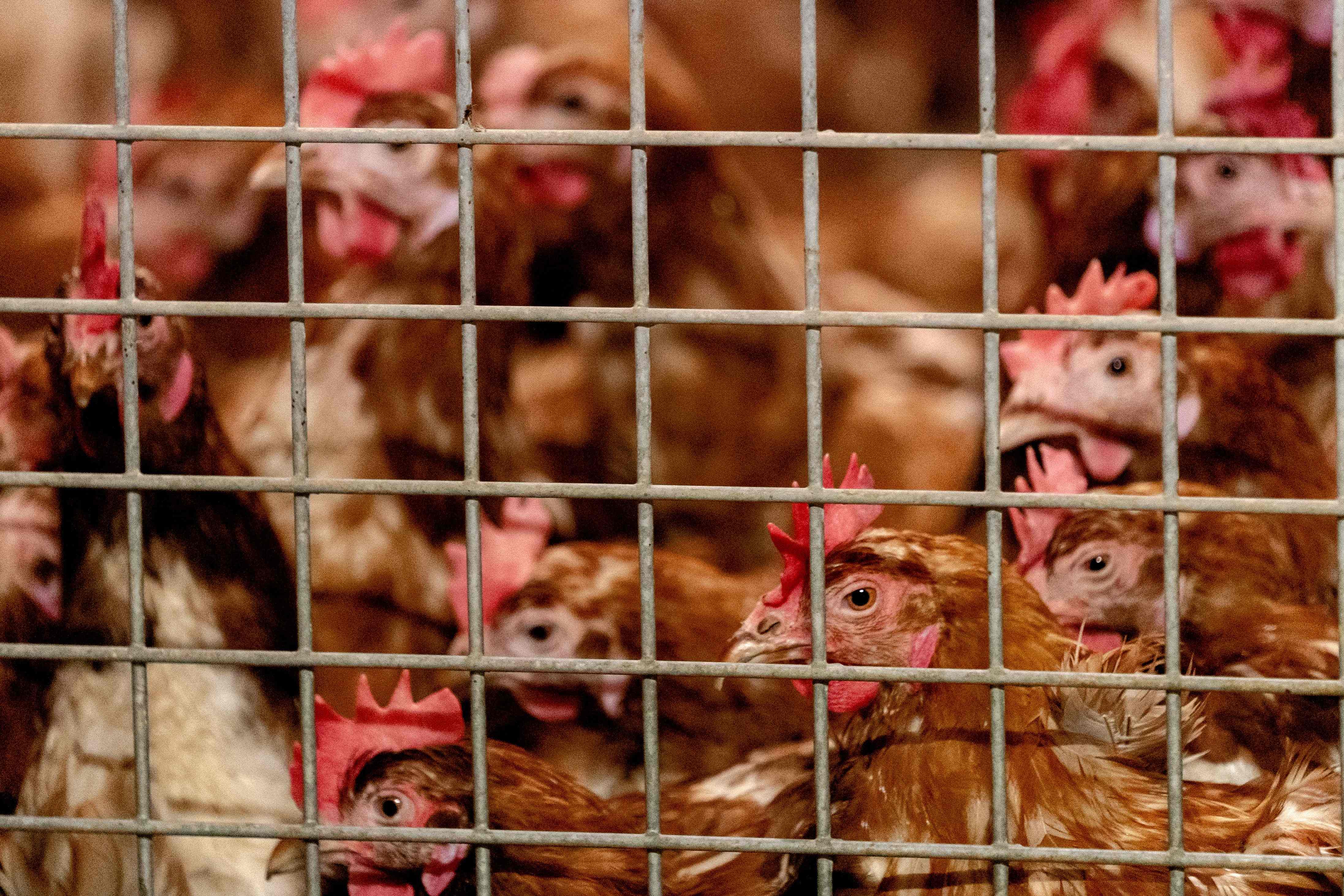 Chickens tested positive for H5N8 strain of the Avian Influenza