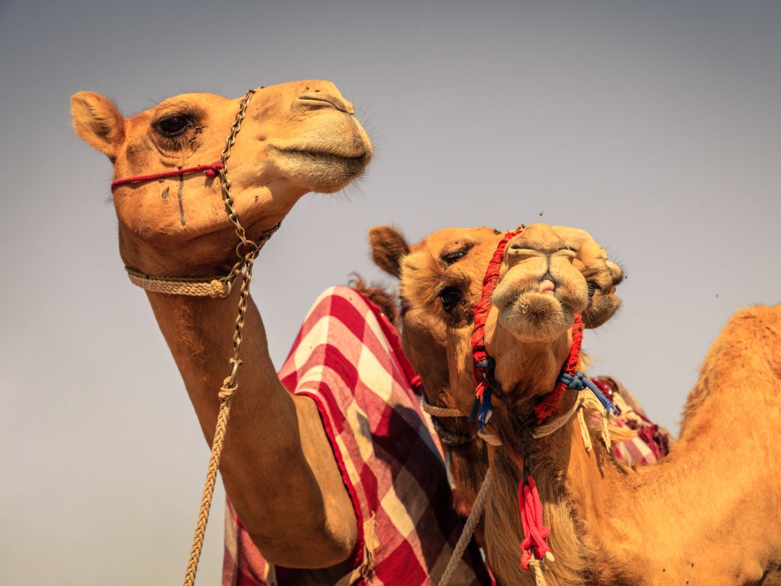 Camel racing has been inscribed in the Unesco Intangible Cultural Heritage list