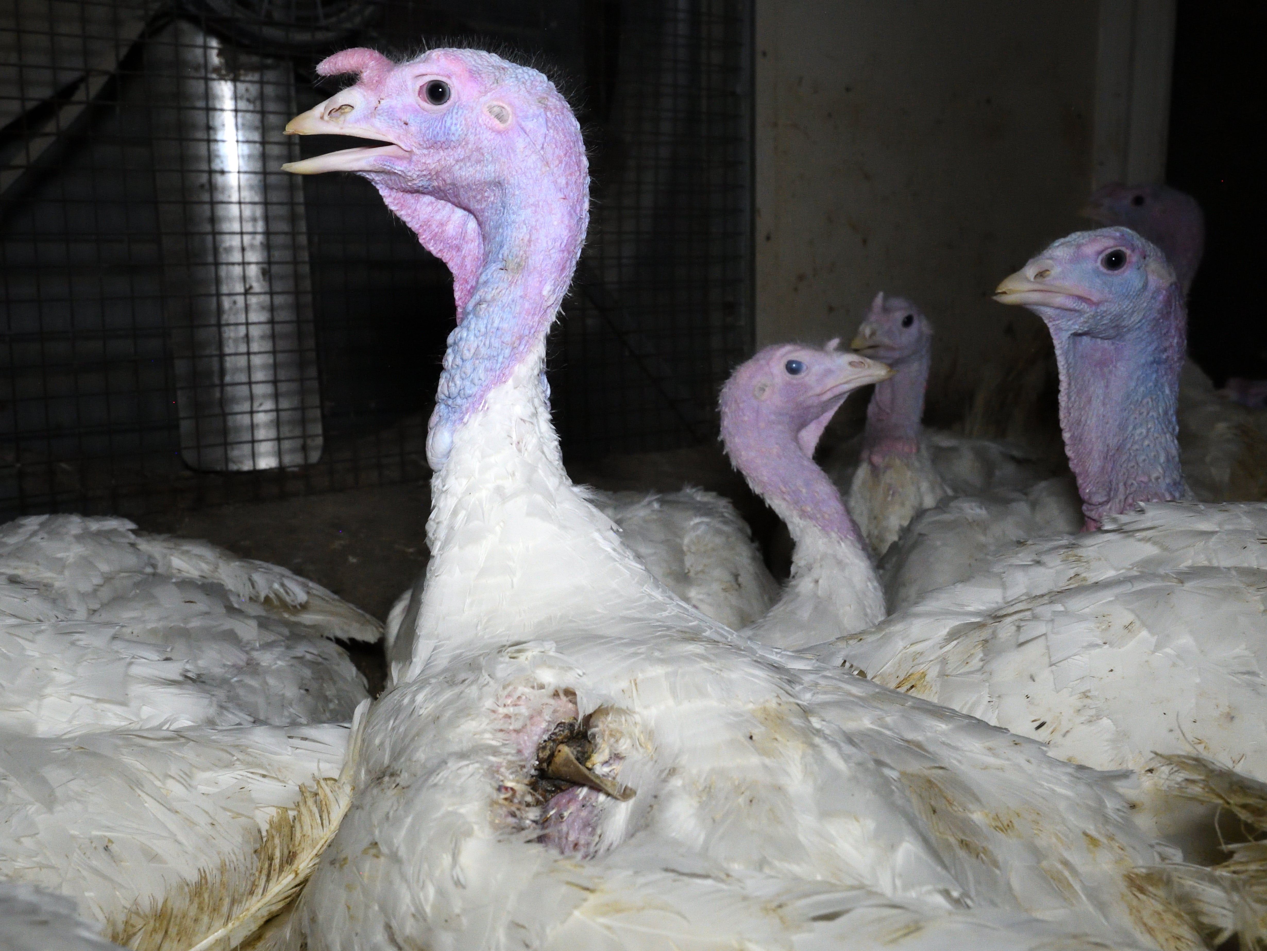Turkeys ‘kicked hundreds of times and left wounded at farms supplying Sainsbury’s and Asda’