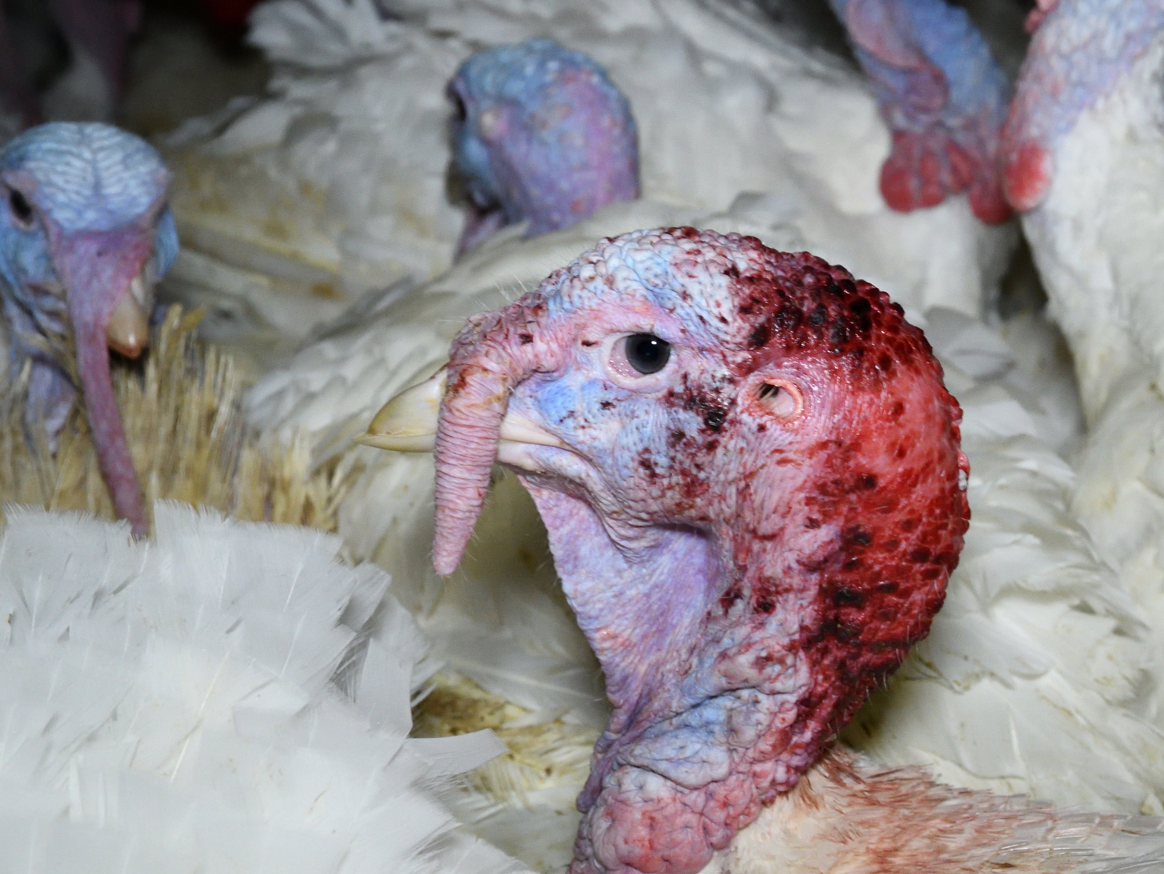 Intensively farmed turkeys often suffer health problems