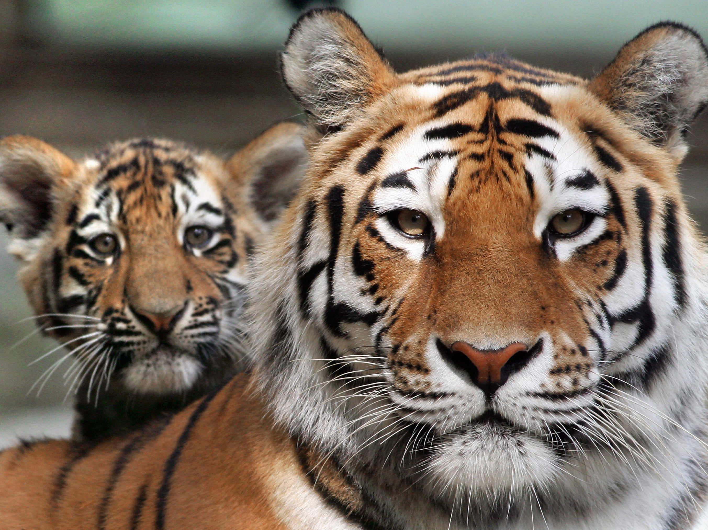 Siberian tigers are the largest species of tiger in the world