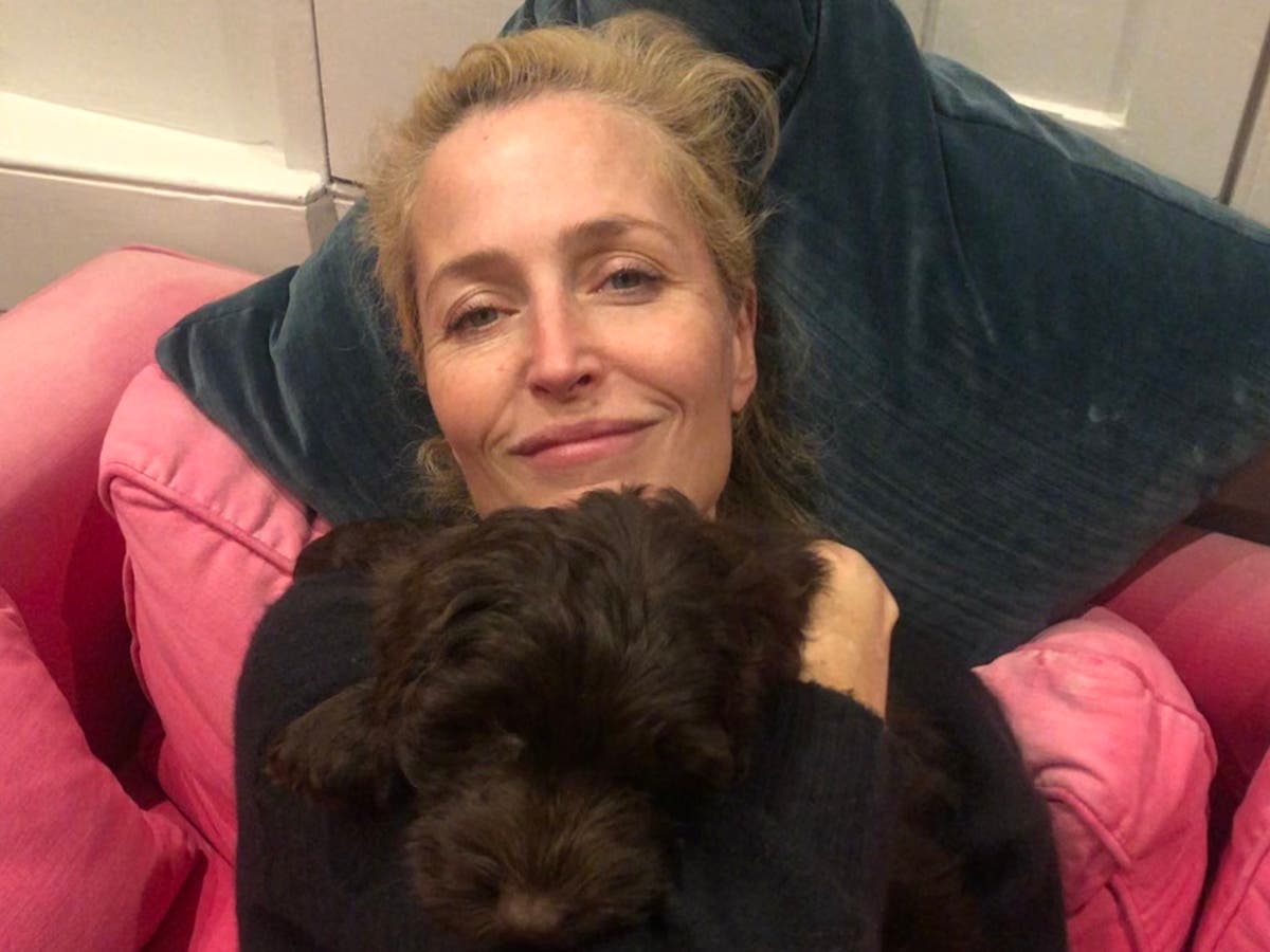 ‘Meet my new girlfriend’: Gillian Anderson reveals she has bought a puppy following split from The Crown creator Peter Morgan