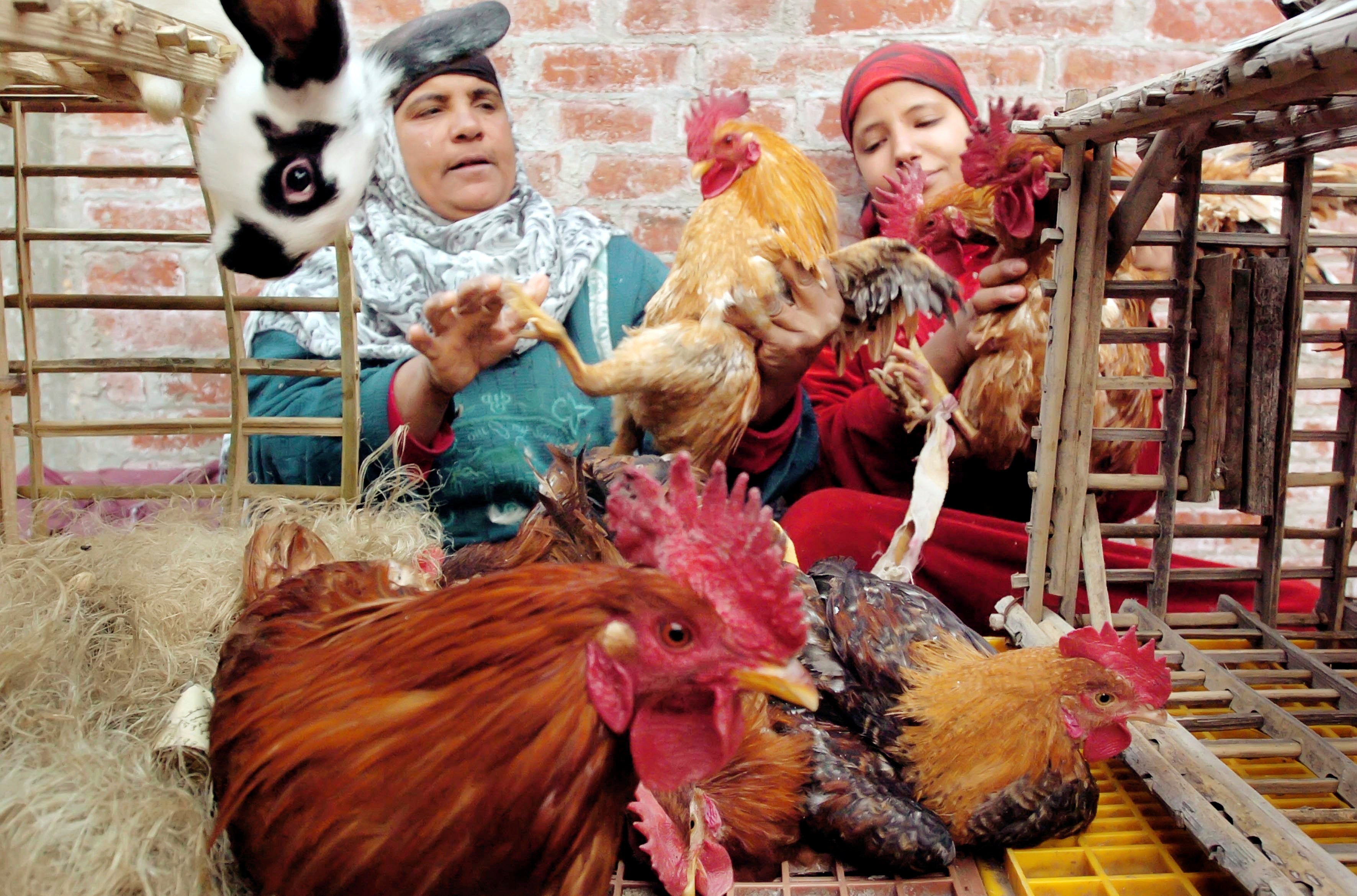 Egypt Bird Flu