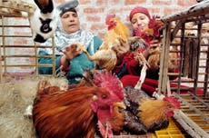 Egypt reports bird flu outbreaks in rural area