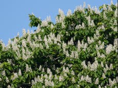 Climate crisis: Growing gap between trees flowering and coming into leaf as world warms, study finds