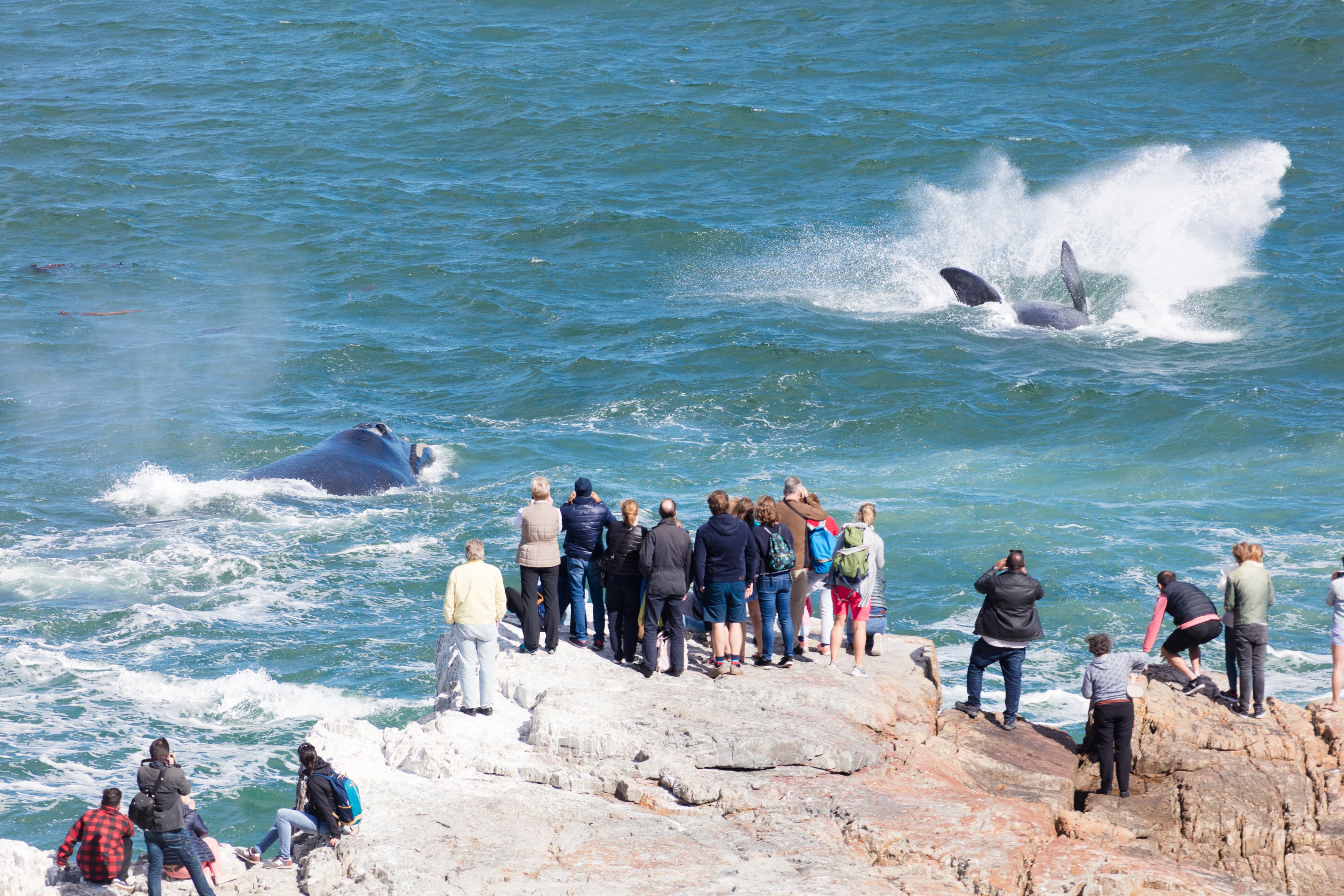 Southern right whales jumping near Hermanus, South Africa