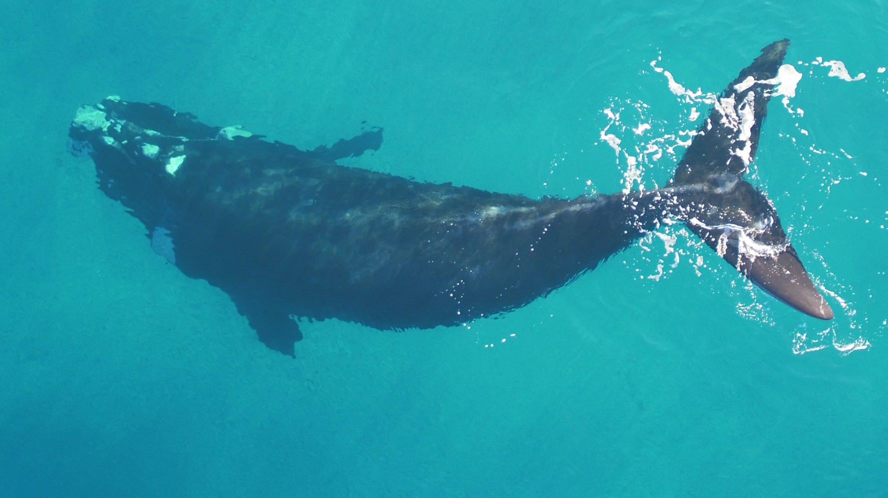 Southern right whale in New Zealand