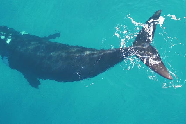 <p>A southern right whale near South Africa</p>