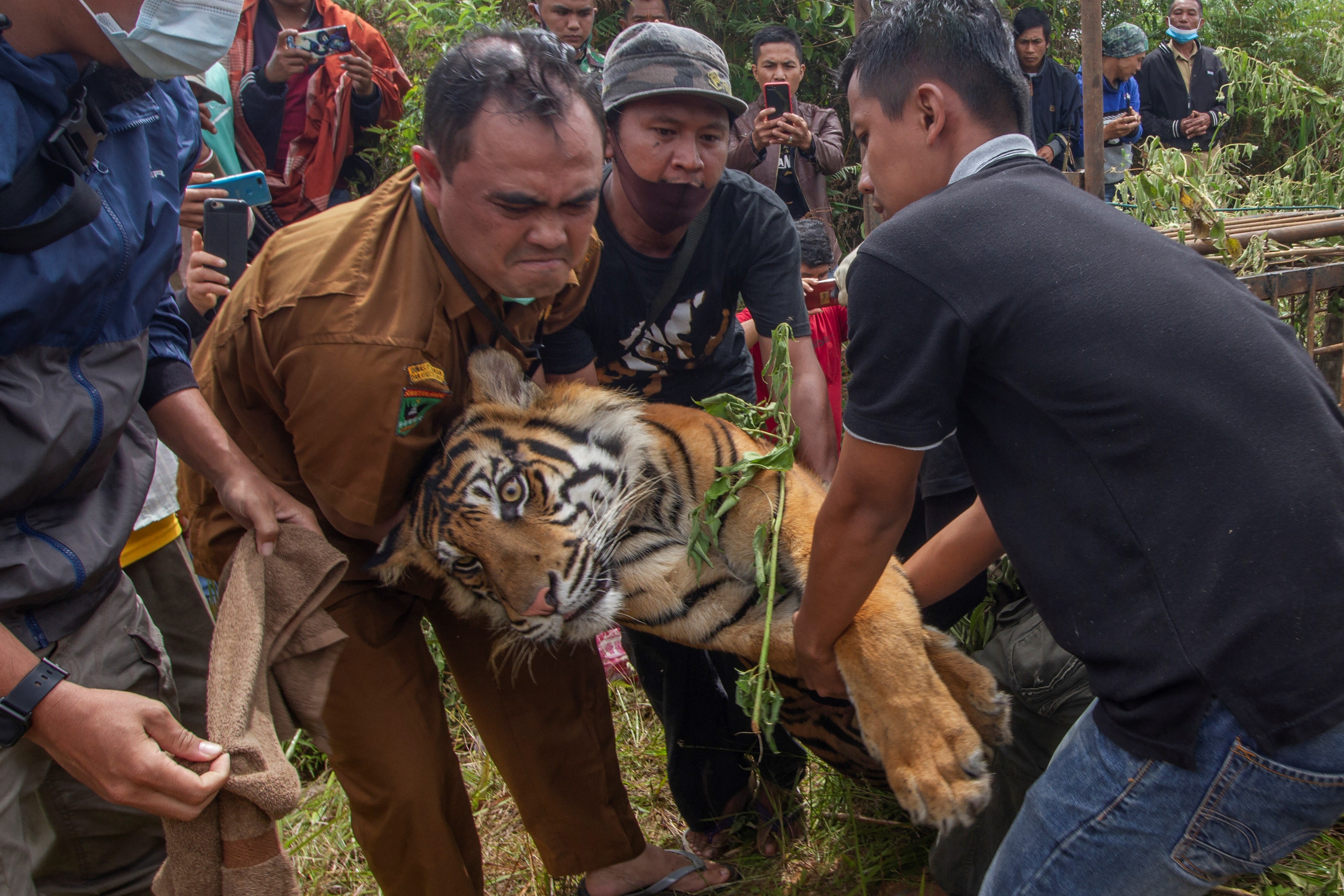 Fewer than 400 Sumatran tigers are estimated to remain in the world