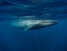 Previously unknown population of blue whales found living in Indian Ocean