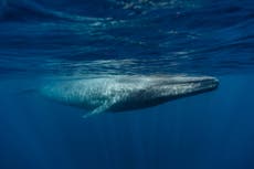Previously unknown population of blue whales found in Indian Ocean