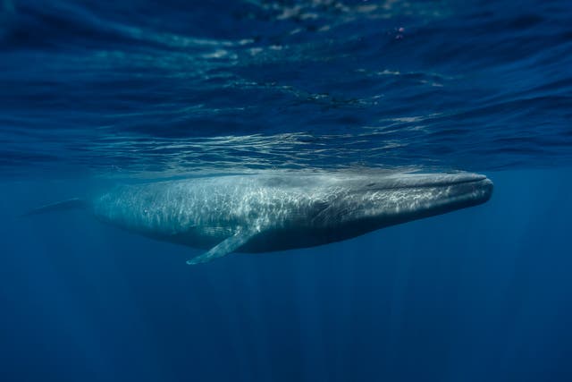 Blue whales can grow up to 30 metres long