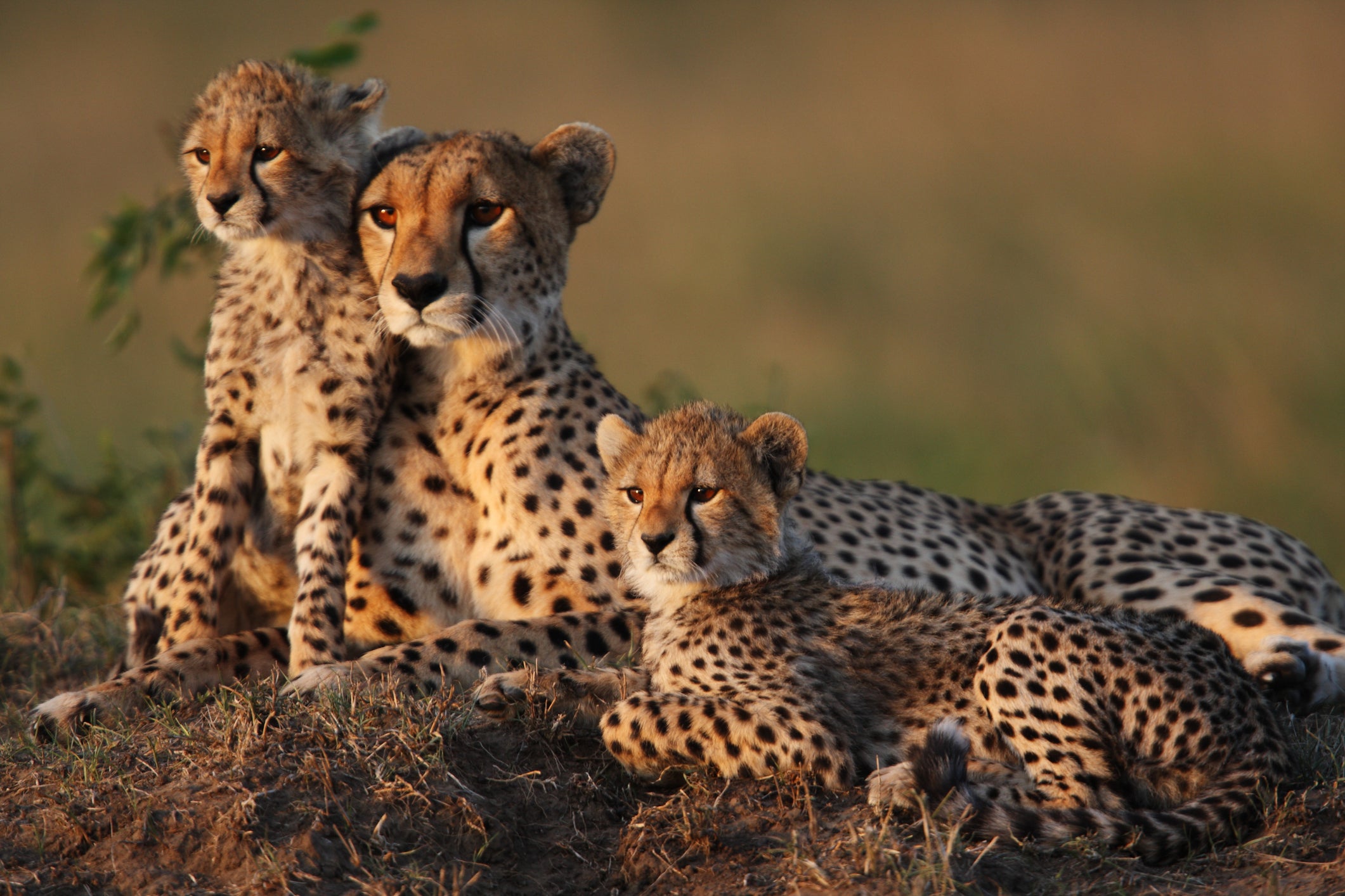 A mother cheetah with two cubs in the Masai Mara reserve in Kenya