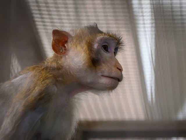 <p>27 monkeys were put to death at Ames research center in California’s Silicon Valley last year, a report by the Guardian has claimed</p>