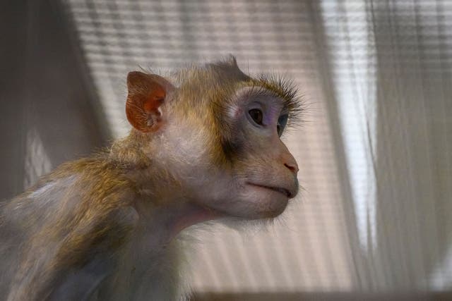 <p>27 monkeys were put to death at Ames research center in California’s Silicon Valley last year, a report by the Guardian has claimed</p>