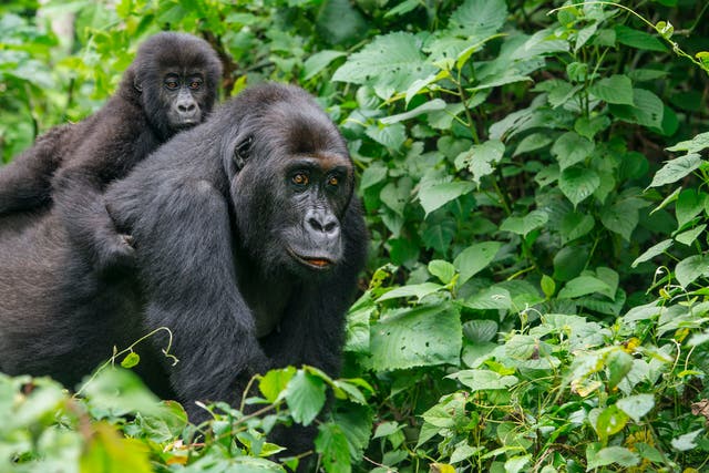 <p>The Kahuzi-Biega National Park is a UNESCO World Heritage site home to hundreds of species of birds and one of the last groups of eastern lowland gorillas, also known as Grauer's gorillas</p>