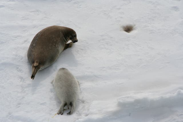 <p>The already-endangered Caspian seal raises its young on the sea ice and is particularly at risk</p>