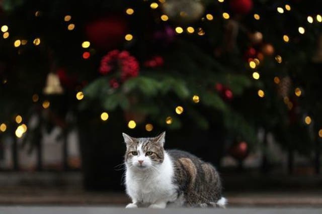 <p>Larry the Cat, once a stray, outside his home of 10 Downing Street</p>