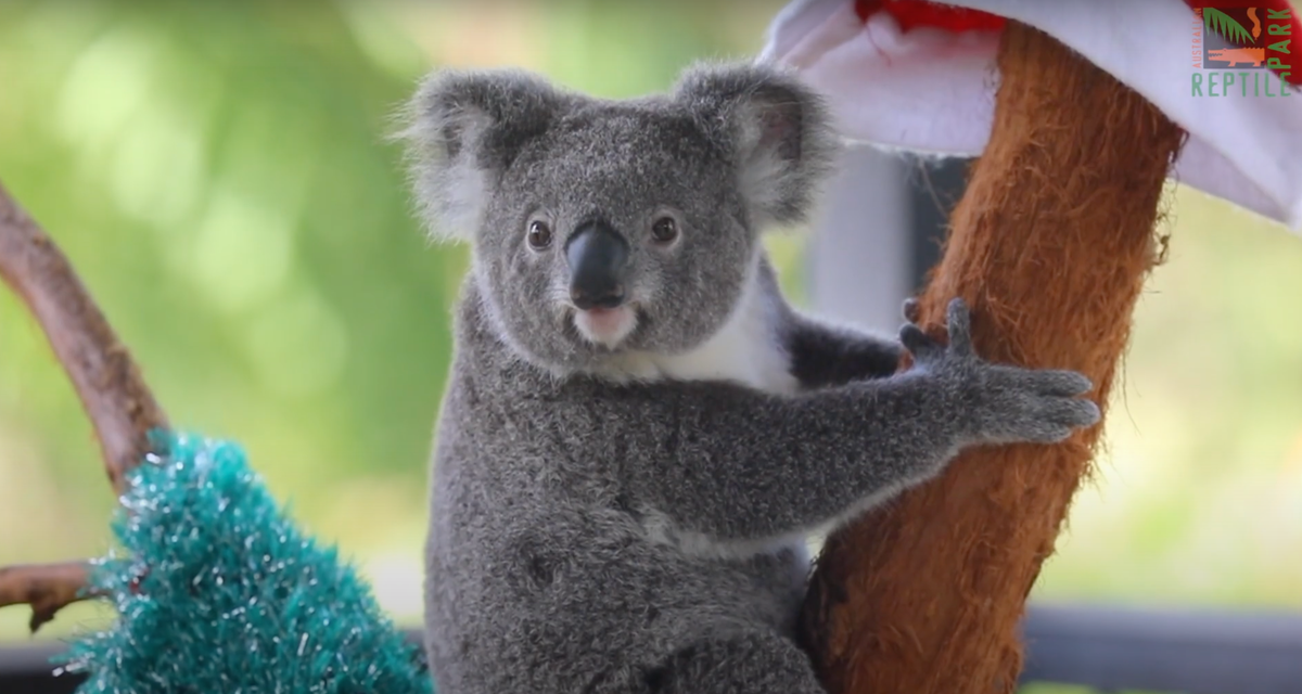 An early Christmas for baby animals at Australian Reptile Park