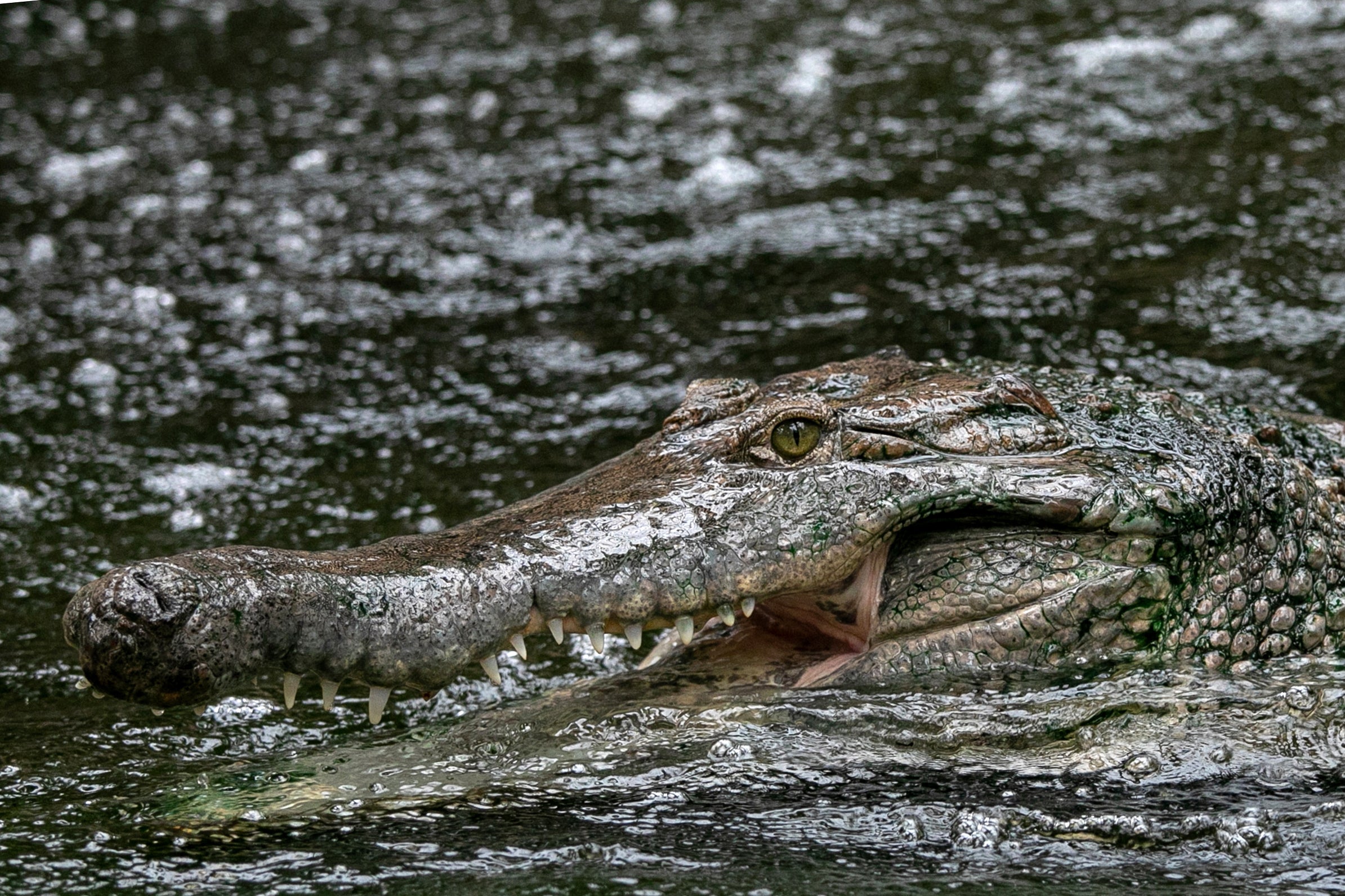 The NHS treated 10 people for injuries caused by crocodiles or alligators in one year