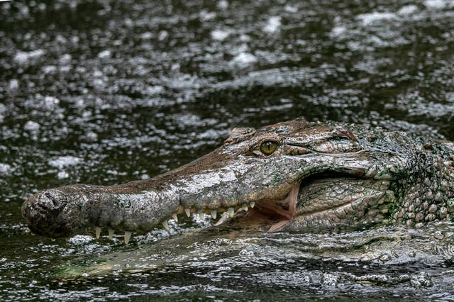 <p>The NHS treated 10 people for injuries caused by crocodiles or alligators in one year</p>