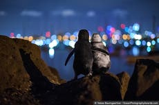 ‘Widowed’ penguins embrace each other in award-winning photo