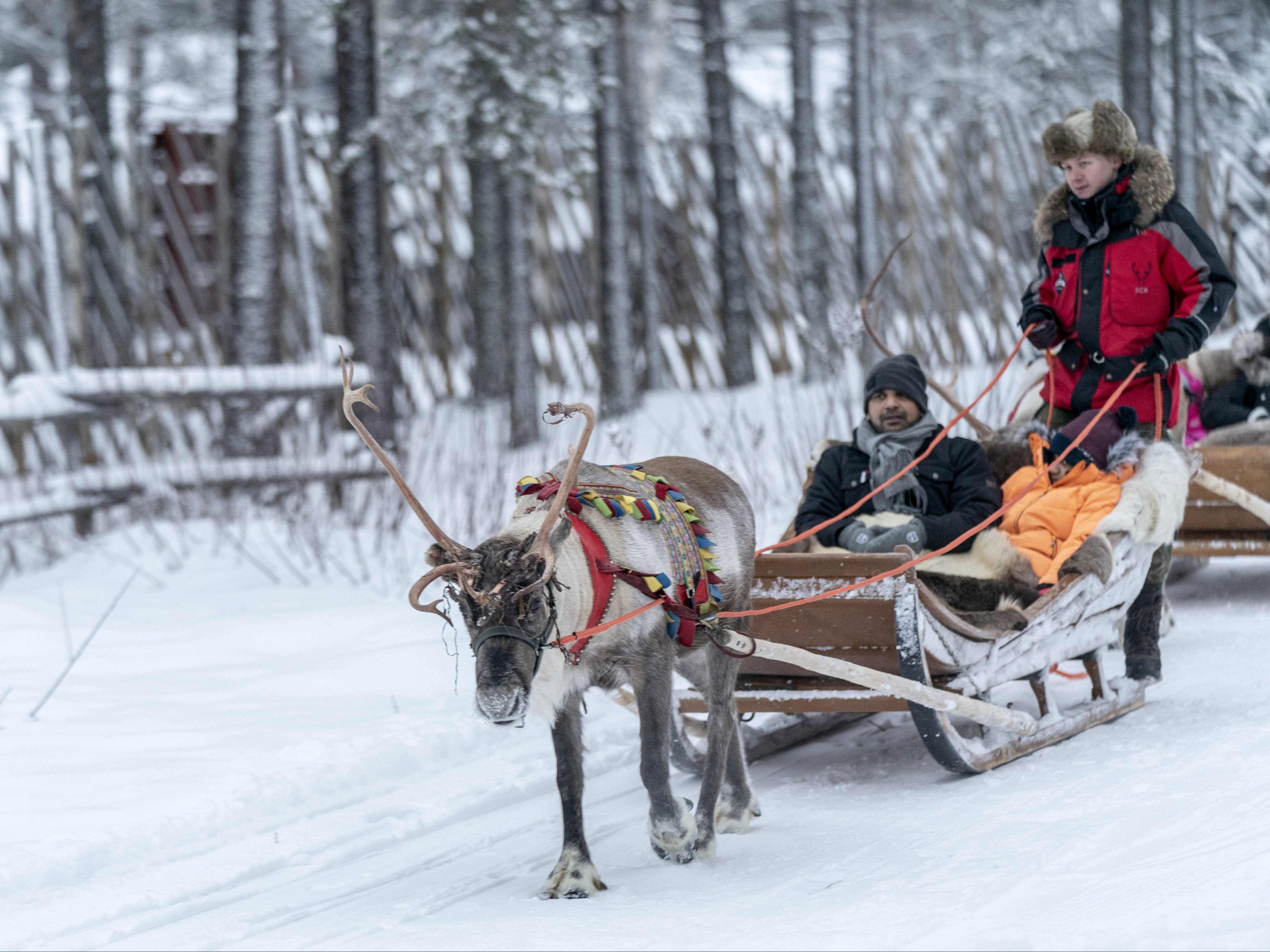 Tourists enjoy a reindeer ride organised by Santa’s Reindeer company in Rovaniemi, Finland