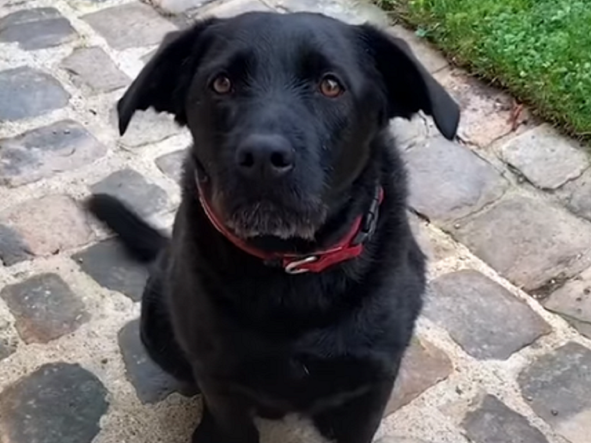 A dog is for life not just for Noel: Macron’s dog in video plea to be kind to rescued pets