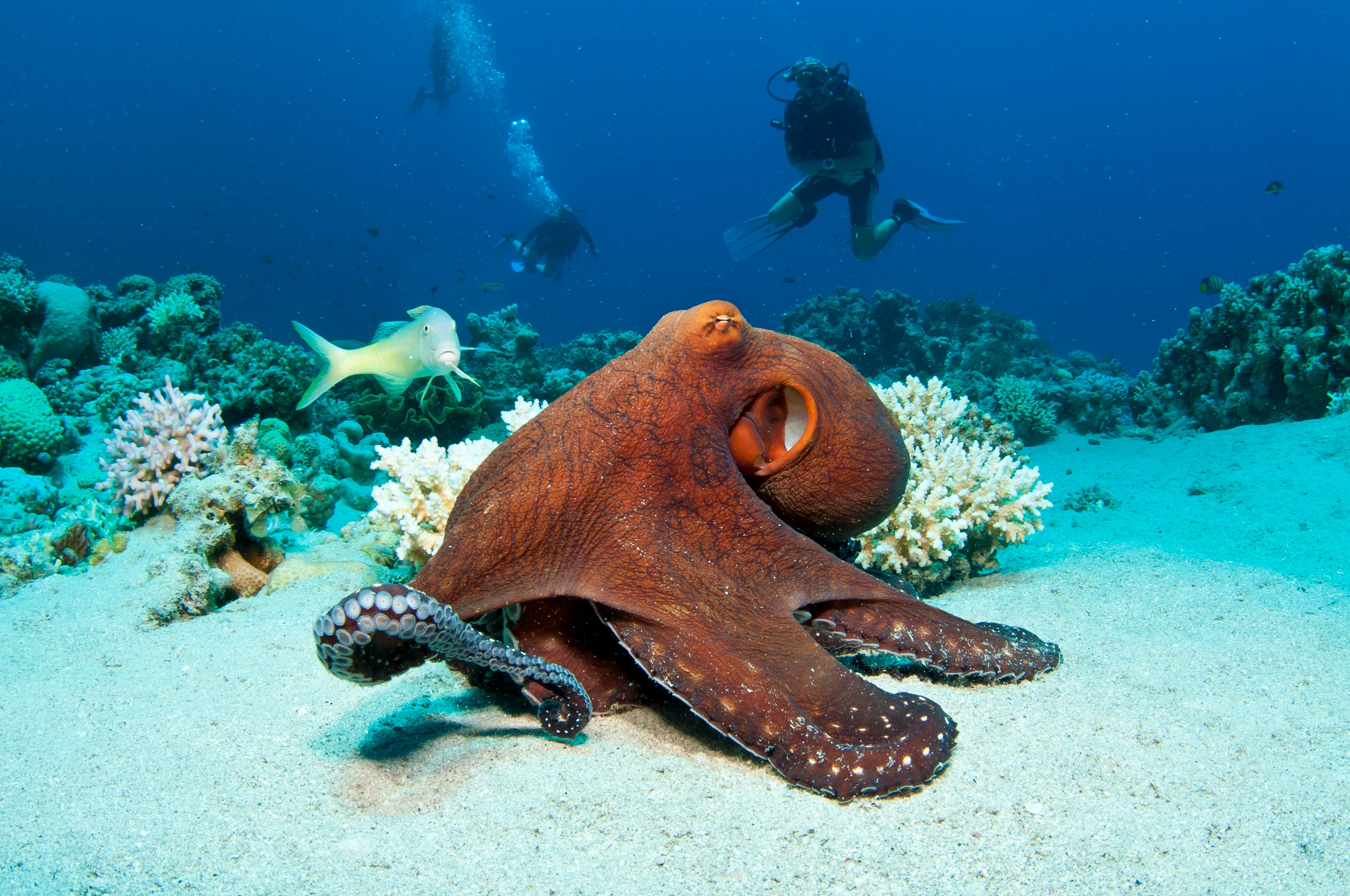 Octopuses sometimes punch fish out of spite, scientists say | The