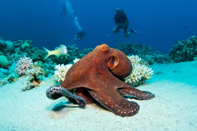 <p>An octopus on a coral reef in the Red Sea</p>