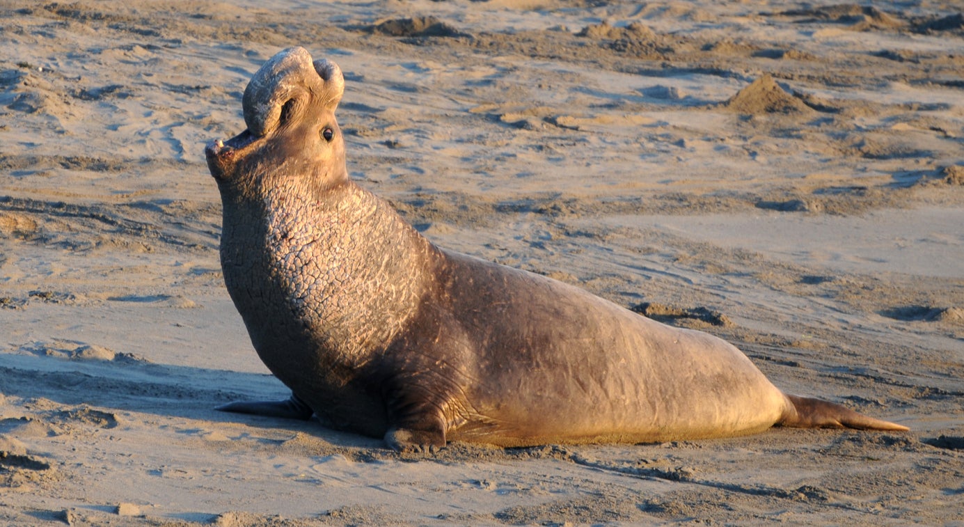 Northern elephant seals are protected under federal law