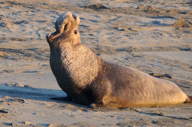 <p>Northern elephant seals are protected under federal law</p>